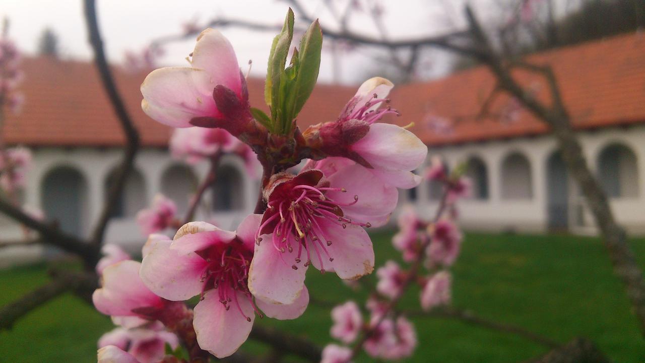 Bakta Haz Otel Egerbakta Dış mekan fotoğraf